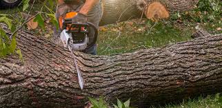 Best Lot and Land Clearing  in Van Buren, MO