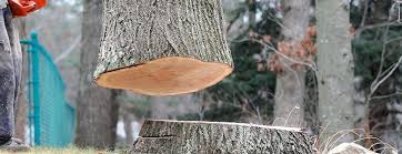 Best Emergency Tree Removal  in Van Buren, MO