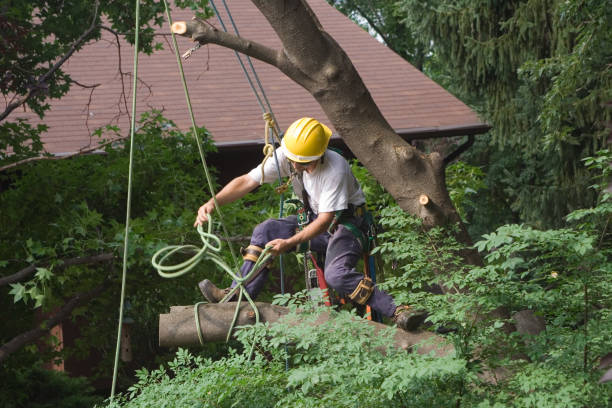 Best Arborist Consultation Services  in Van Buren, MO