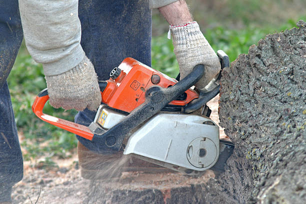 Best Tree Trimming and Pruning  in Van Buren, MO