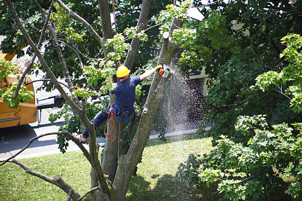 Best Tree Cabling and Bracing  in Van Buren, MO