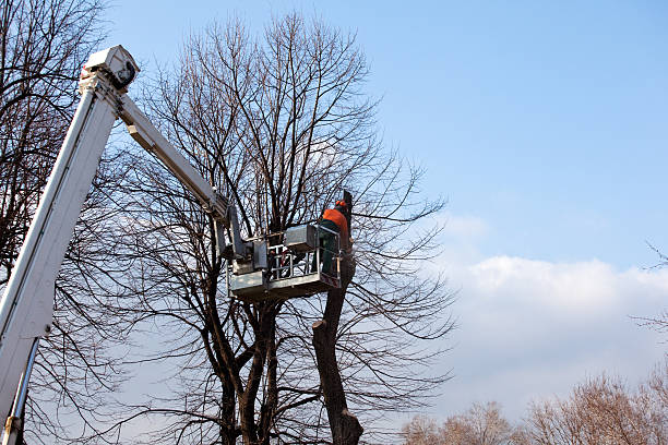 Best Leaf Removal  in Van Buren, MO