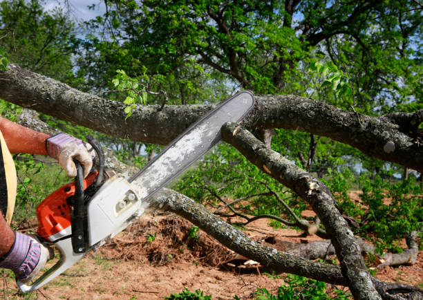 How Our Tree Care Process Works  in  Van Buren, MO
